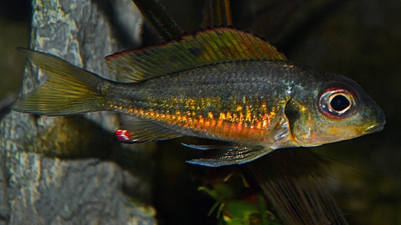 Callochromis melanostigma 'Burundi'
